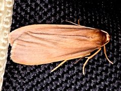 Scoliacma pactolias