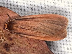 Scoliacma pactolias