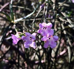 Eriodictyon altissimum