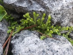Selaginella eclipes image