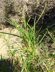 Eriodictyon altissimum