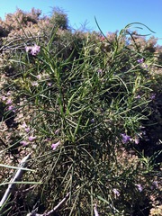 Eriodictyon altissimum