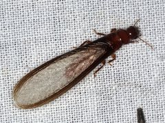 Kalotermitidae