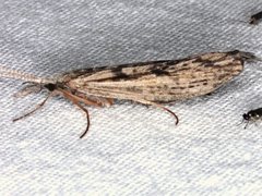 Kosrheithrus tillyardi