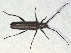 Xystrocera virescens