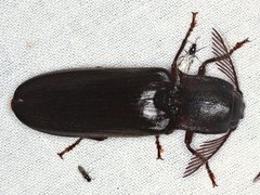 Pseudotetralobus australasiae