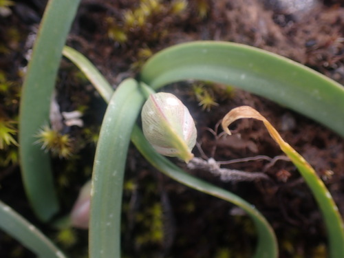 Image of Allium crenulatum by no rights reserved