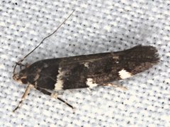 Macrobathra ceraunobola