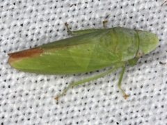 Reuplemmeles hobartensis