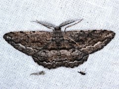 Scioglyptis canescaria