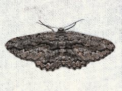 Scioglyptis canescaria