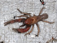 Engaeus hemicirratulus