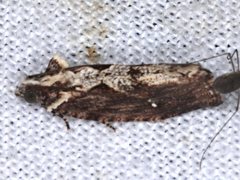 Oxysemaphora notialis