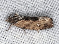 Oxysemaphora notialis