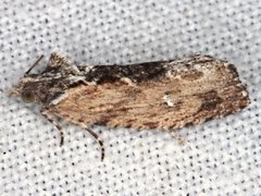 Oxysemaphora notialis