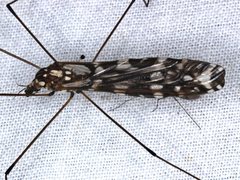 Ischnotoma eburnea