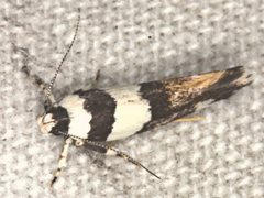 Macrobathra euryleuca