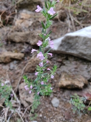 Lamiaceae