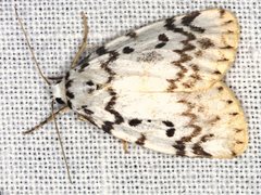 Hectobrocha pentacyma