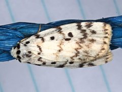 Hectobrocha pentacyma