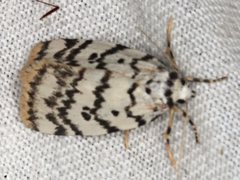 Hectobrocha pentacyma