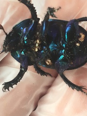 Parasitiformes