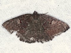 Apodasmia rufonigraria