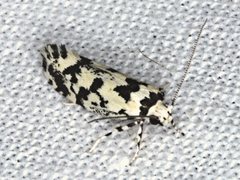 Lichenaula calligrapha