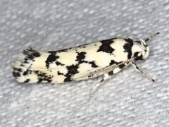 Lichenaula calligrapha