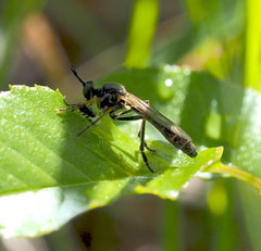Dioctria rufipes