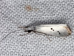 Asmicridea edwardsii