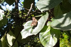 Zera hyacinthinus servius