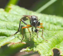 Dioctria rufipes