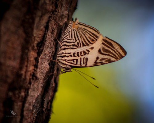 Photo of Dirce Beauty (Colobura dirce)