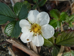 Fragaria chiloensis