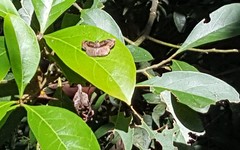 Zera hyacinthinus servius