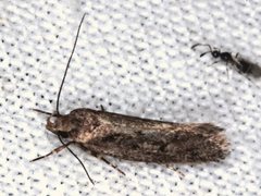 Syncometes vilis