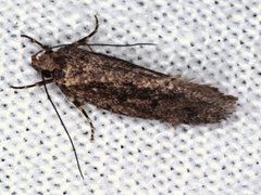 Syncometes vilis