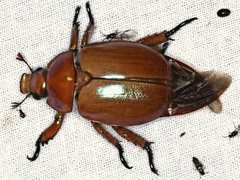 Anoplognathus viriditarsis