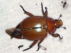 Anoplognathus viriditarsis