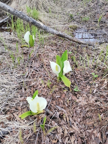 Image of Lysichiton camtschatcensis by (c) Валерия Ковалева, some rights reserved (CC BY)