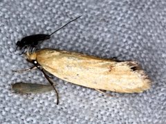 Telocharacta hemicroca