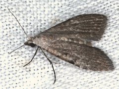 Nola pleurosema
