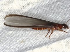 Kalotermitidae