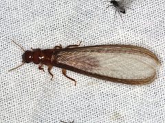 Kalotermitidae