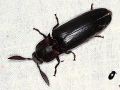 Pseudotetralobus australasiae