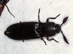 Pseudotetralobus australasiae