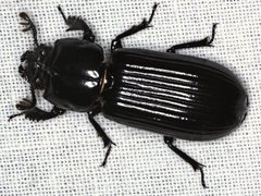Aulacocyclus edentulus