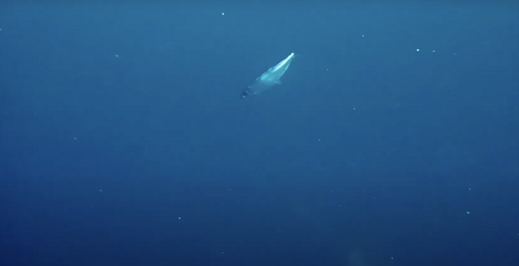 A single silvery herring angled through deep blue water off Skjervoy, northern Norway