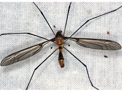 Leptotarsus clavatus